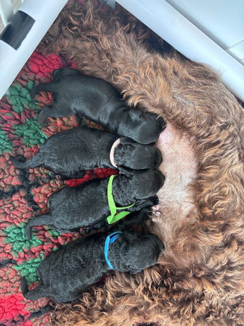 Beautiful cockapoo puppies