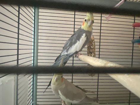 SOlD Pair of cocktails
