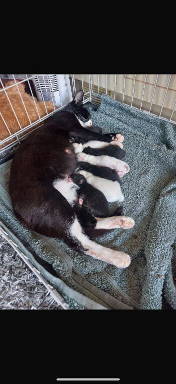 7 beautiful kittens Essex