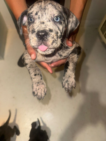 Cane corso puppy&rsquo;s Merle