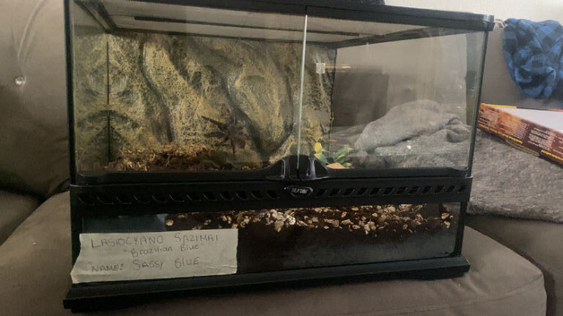 Eco terra terrarium