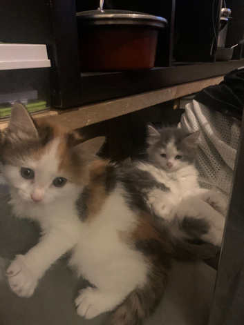 2 kittens available