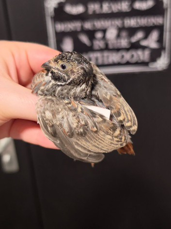 Male button quail