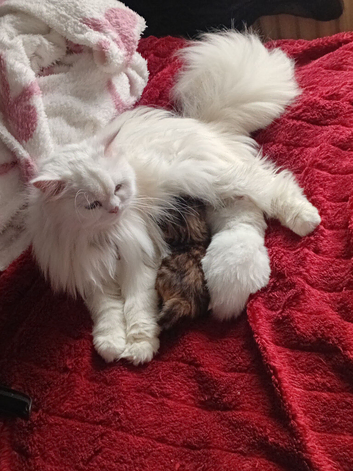 Persian/Bengal kittens