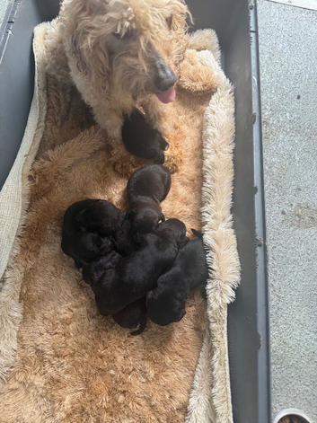 Cockapoo