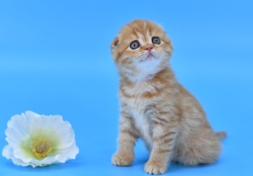 LICENSED CATTERY PURE BREED TOP QUALITY KITTENS