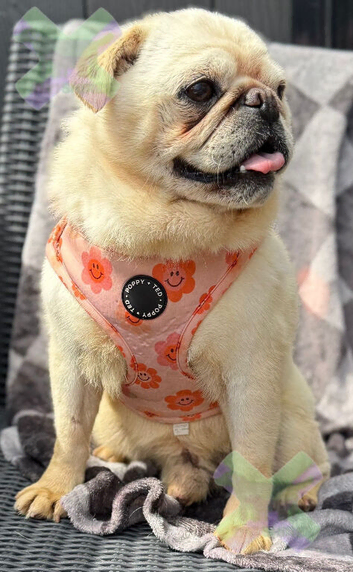 Adult male pug neutered