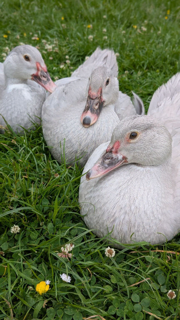 Muscovy ducks available