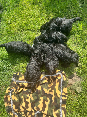 6 ABSOLUTELY STUNNING JET BLACK MINIATURE POODLES