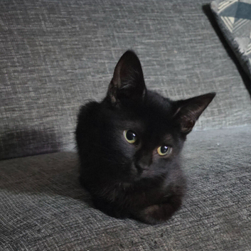Bombay X Tortishell kittens