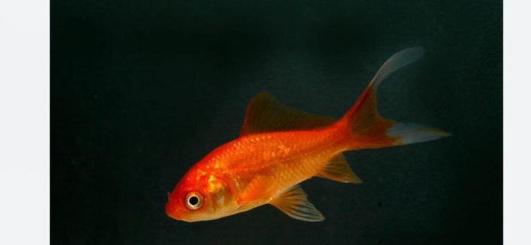 Pond Fish.  FREE