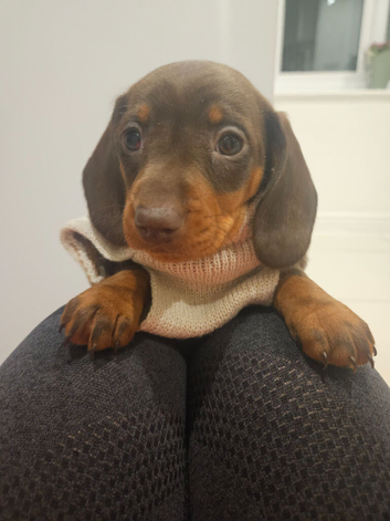 9 week old Minature Dashaund