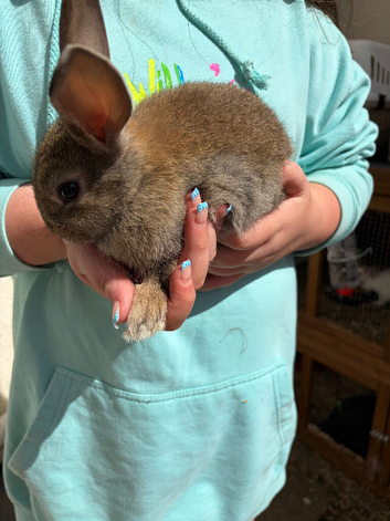 Rabbit