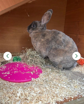 Rex Rabbit looking for new home