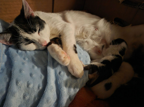 3 beautiful male kittens