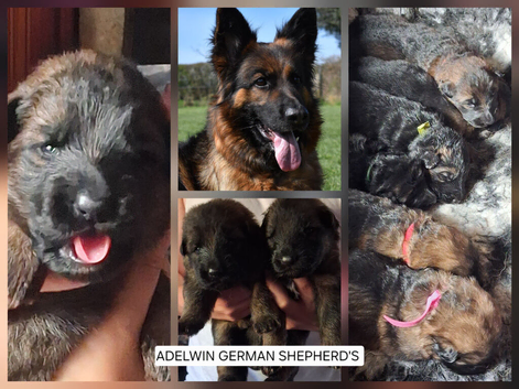 KC QUALITY GERMAN SHEPHERD PUPPIES