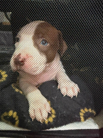 American bulldog mix