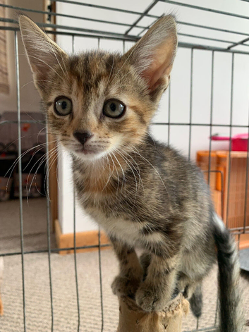 Gorgeous kittens! Ready Now!