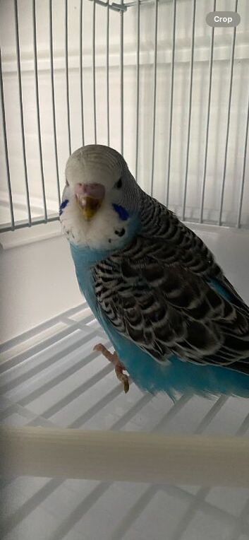 Young Budgies available