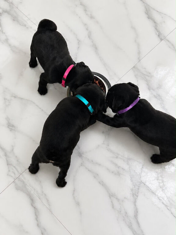 Pug puppies