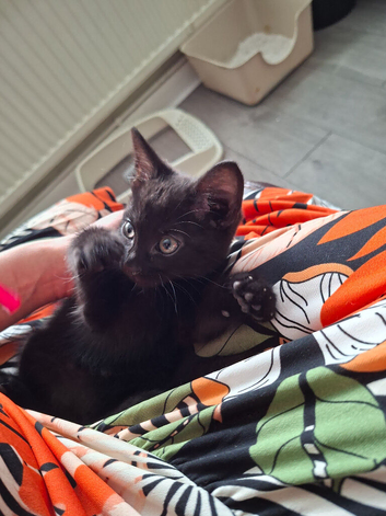 Lovely Kittens