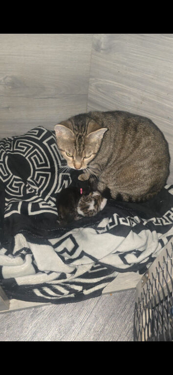 Kittens