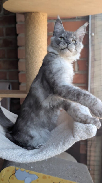 Maine Coon boy available