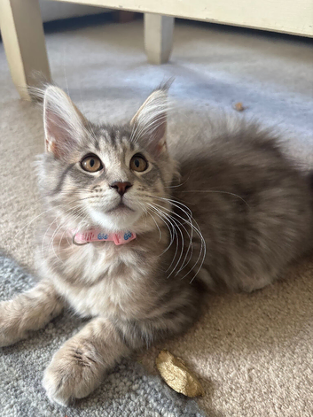 Maine coon kittens