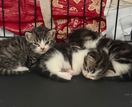 Three beautiful male kittens READY TO LEAVE for their forever homes now
