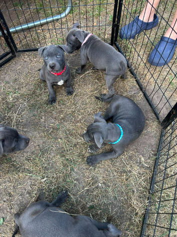 Kc Registered staffordshire bull terriers