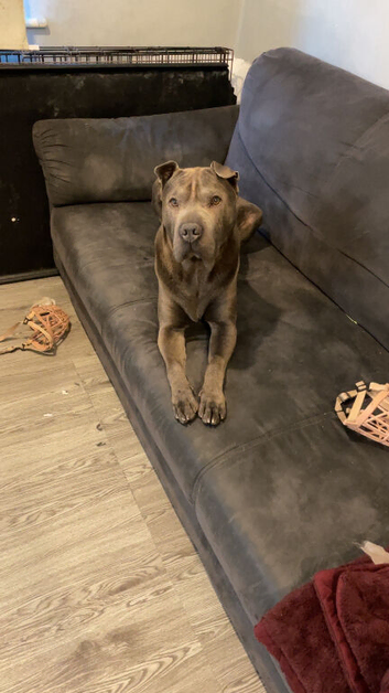 Dog