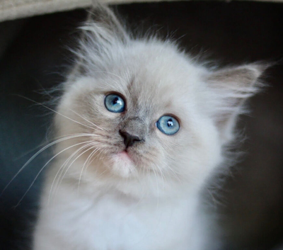 Absolutely Stunning GCCF Registered Blue Mitted Ragdoll Boy