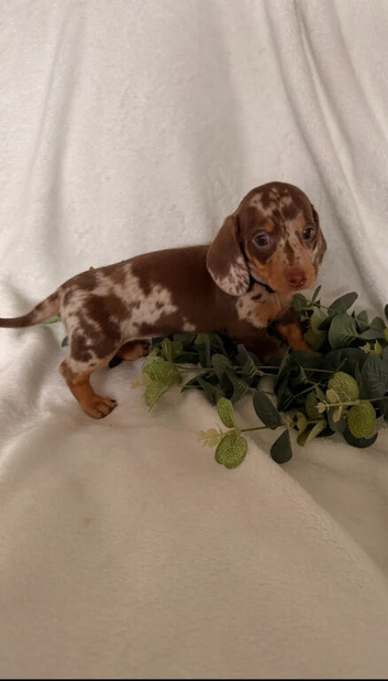 Lovely Miniature Dachshund Puppies