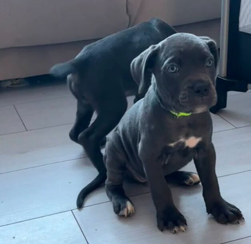 Beautiful Cane Corso puppies with ready Medical Documents