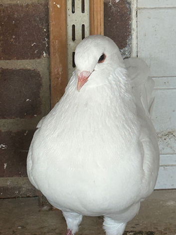 Modena pigeon for sale