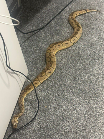 Male bumblebee cb24 royal python