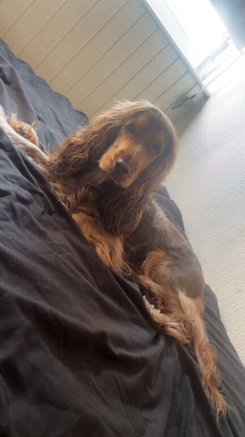 Show spaniels for sale