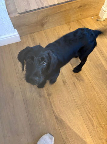 Gorgeous 16 week old labradoodle for sale