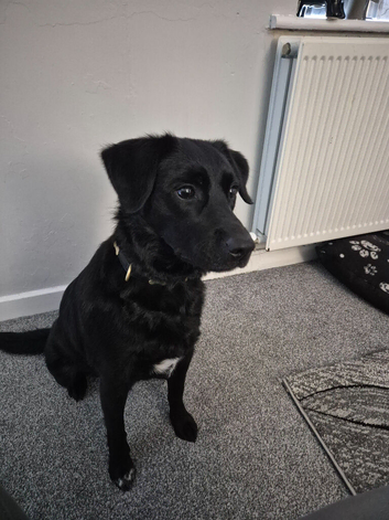 2.5 year old female borador