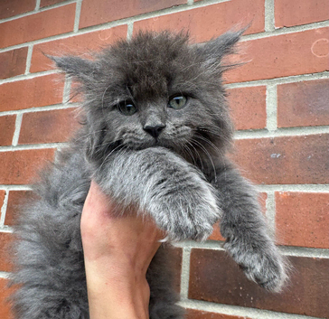 Ragdoll x Maine Coon