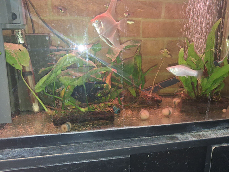 3 TANKS; 26 FISH - ANGEL; NEON;HARLEQUIN;MOLLIES;MINNOWS;
