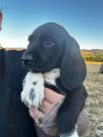 Bavarian Mountain Hound x Springer Spaniel
