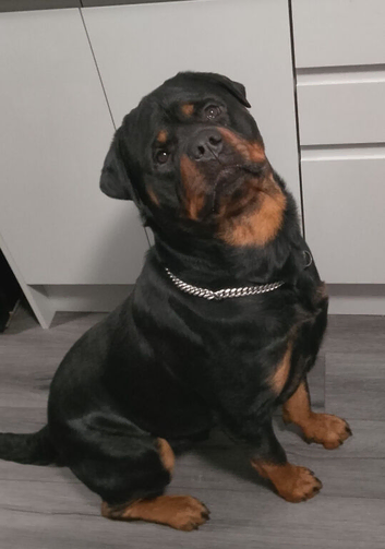 Looking to breed my dog
