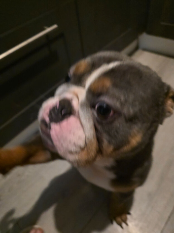Full kc bulldog