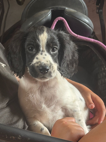 3 little boys left needing their forever homes!