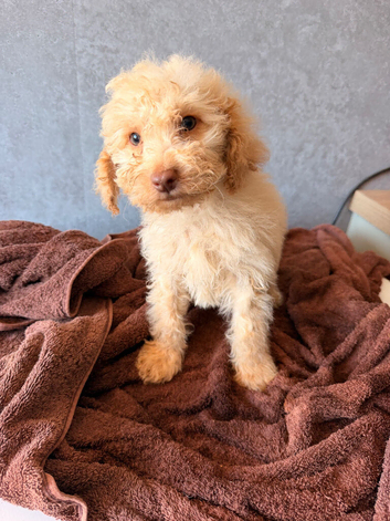 Ready now cocker  spaniel puppies