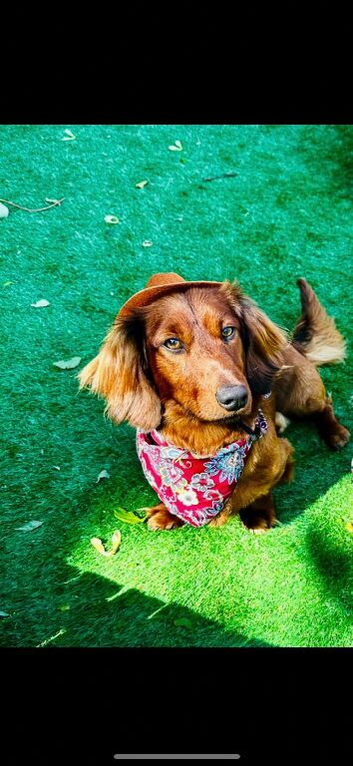 Standard long haired dachshund
