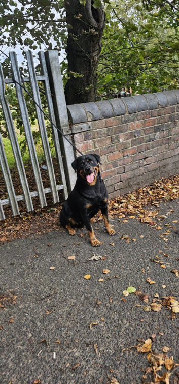 German rottweiler for sale