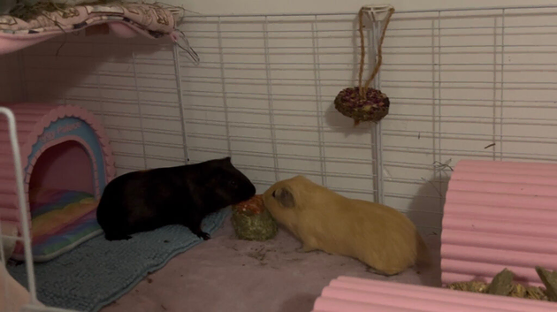 Lovely pair of Bonded Guinea Pig Boars