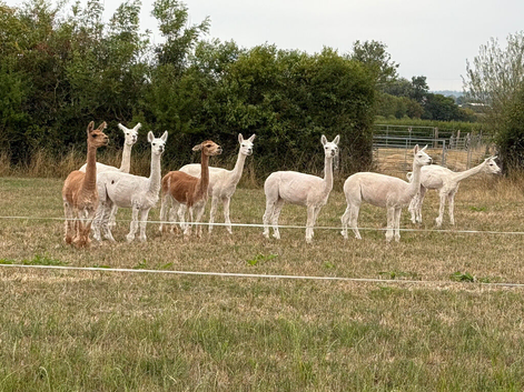 Fantastic Alpacas with Fabulous breeding